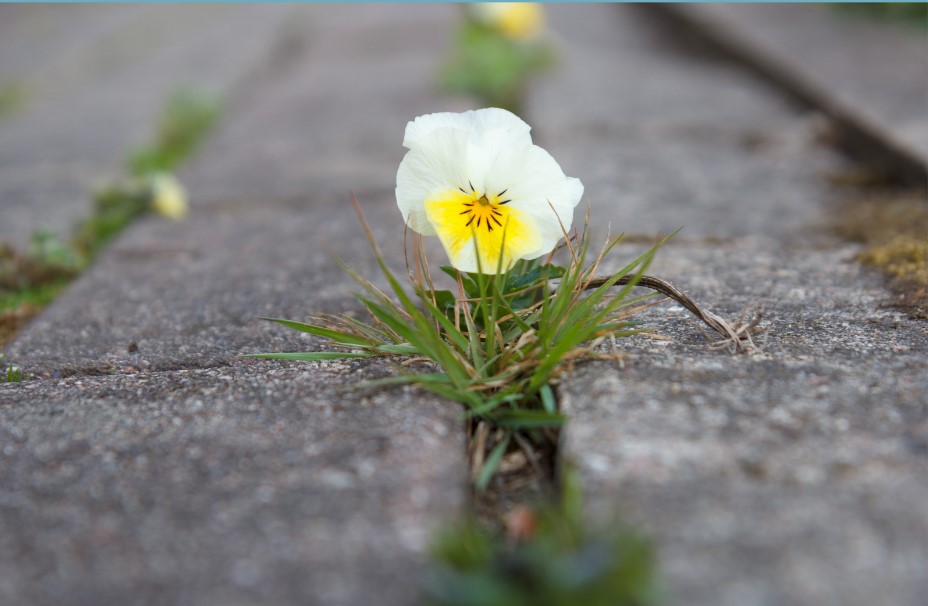 fiore in città