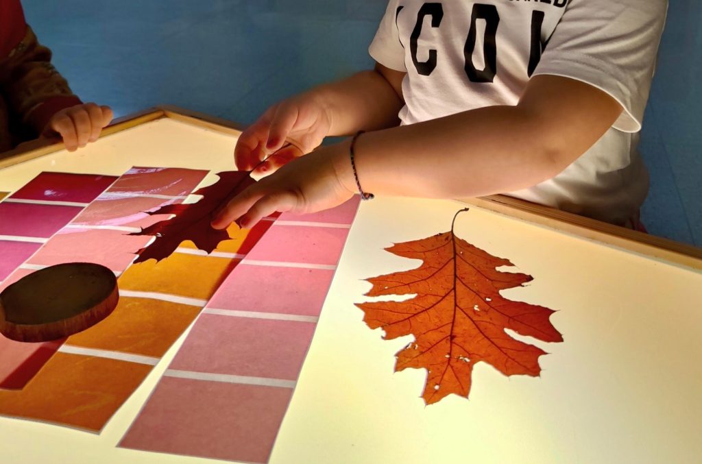 foglie autunno