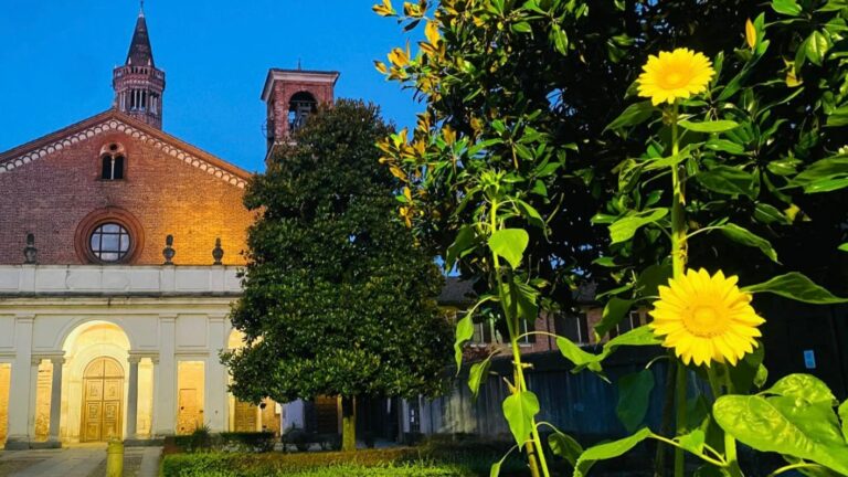 girasoli davanti all'abbazia di chiaravalle
